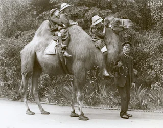 A Bactrian Camel Ride with Keeper and Three Children at London Zoo, May 1914